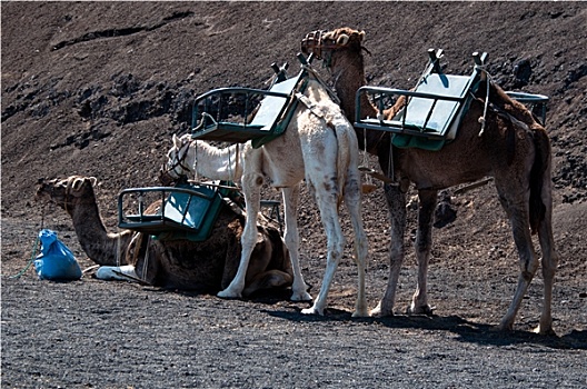 骆驼,兰索罗特岛