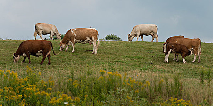 家牛,放牧,地点,北方,威尔特,爱德华王子岛,加拿大