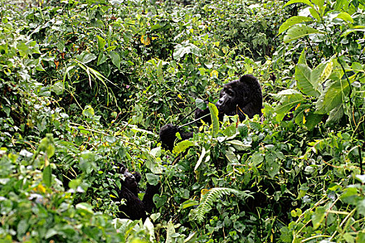 乌干达,山地大猩猩,进食
