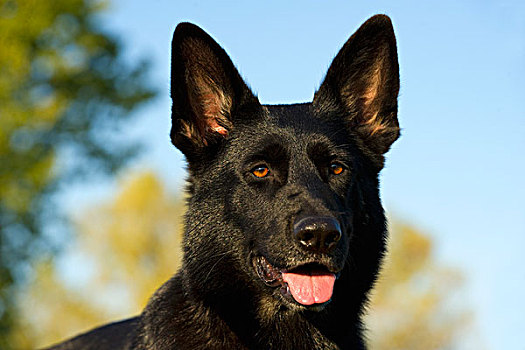 德国牧羊犬,狗,头像