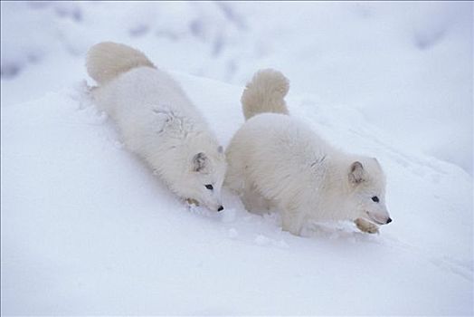 一对,北极,白色,雪,狐狸,冬天
