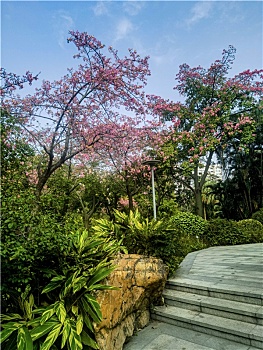 广州2022年11月暖冬紫荆花盛开的天河公园一角