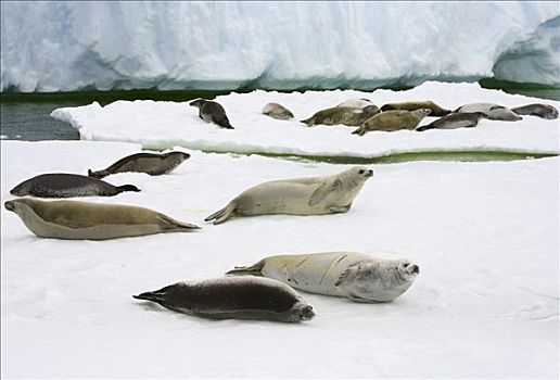 食蝦海豹,食蟹海豹,群,休息,浮冰,南极