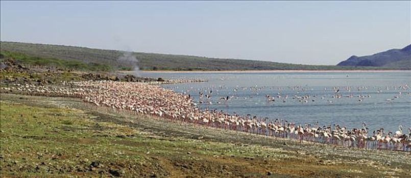 肯尼亚,柏哥利亚湖,大,小红鹳,边缘,海岸线,碱性湖,大裂谷,著名,生动,景色,火山,蒸汽,喷气式飞机