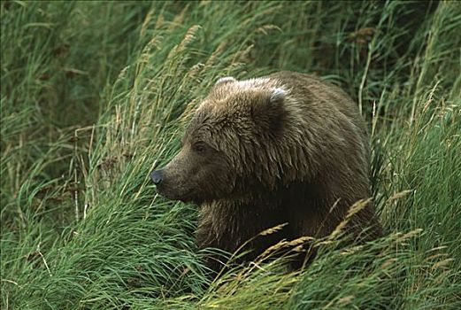 大灰熊,棕熊,一岁,阿拉斯加