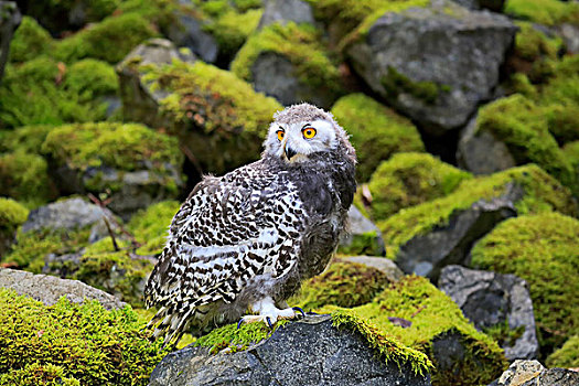 雪鹄,雪鸮,雏鸟,俘获,莱茵兰普法尔茨州,德国,欧洲