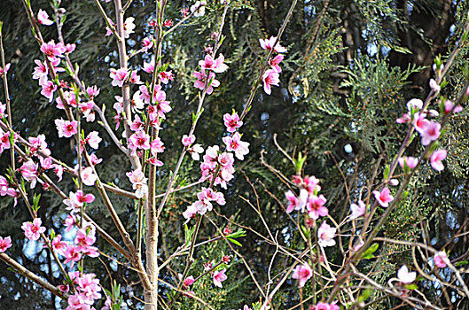 桃花艳,绽放,桃花,花卉,花朵,花,春季,桃树