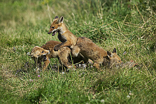 红狐,狐属,幼兽,杀戮,鹧鸪,诺曼底