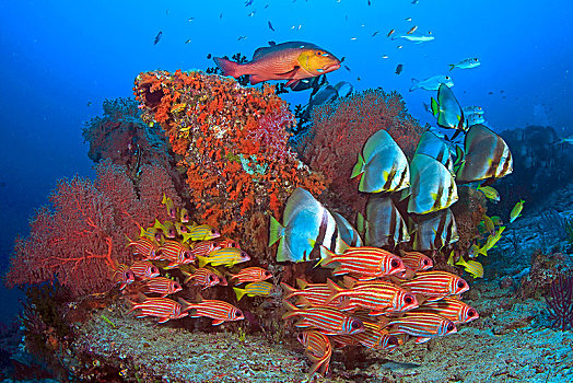 珊瑚礁,蝙蝠鱼,燕鱼属,鲷鱼,四带笛鲷,红鲷鱼,笛鲷,四王群岛,伊里安查亚省,印度尼西亚,亚洲