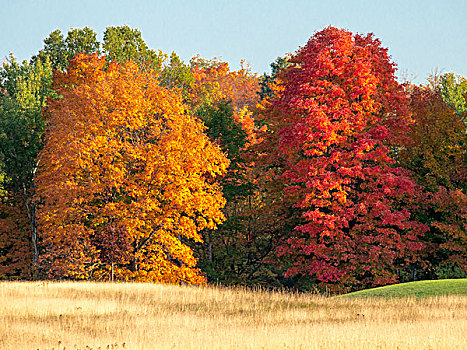 美国,密歇根,半岛,秋色,国家森林