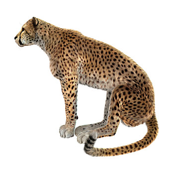 大型猫科动物,印度豹,白色背景