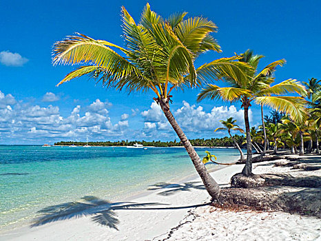 棕榈树,干盐湖,蓬塔卡纳,多米尼加共和国,加勒比,北美