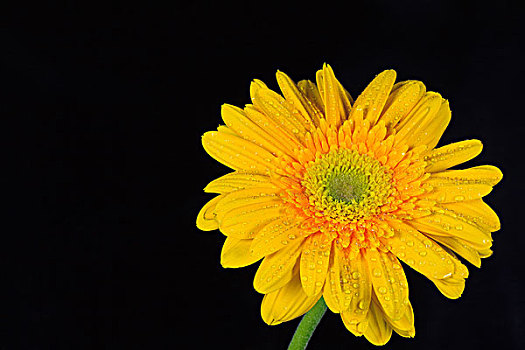 黄色,非洲菊