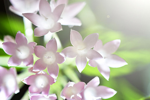 花朵局部特写