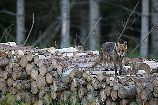 红狐,湿,早晨,露珠,堆,木头,边缘,树林,巴伐利亚,德国,欧洲