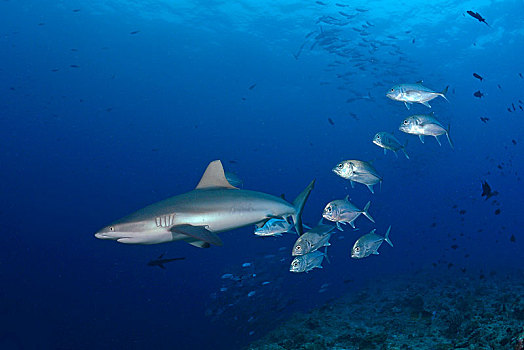 灰礁鲨,鲭,帕劳,密克罗尼西亚,大洋洲