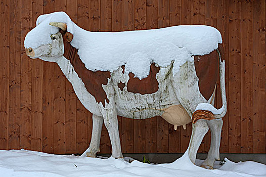 母牛,积雪,正面,牛棚,巴伐利亚