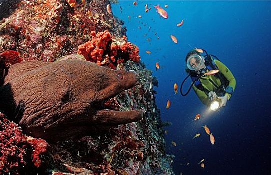 巨大,海鳗,潜水者,阿里环礁,马尔代夫