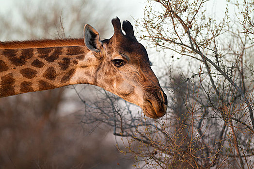 南非,长颈鹿,雌性,进食,克鲁格国家公园,非洲