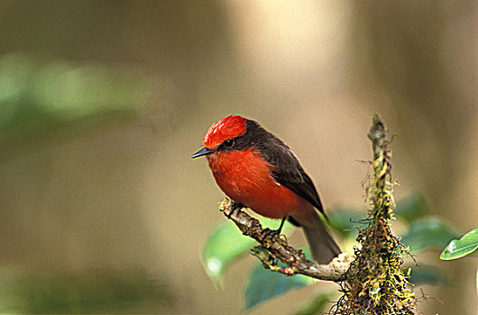 捕蝇鸟,雄性,站立,枝条,加拉帕戈斯群岛