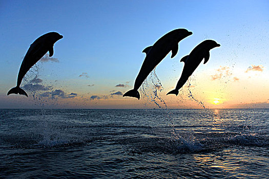 三个,普通,宽吻海豚,海豚,成年,跳跃,日落,洪都拉斯,加勒比,中美洲,拉丁美洲