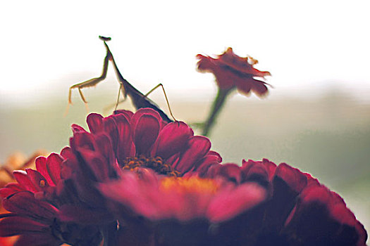 合掌螳螂,花