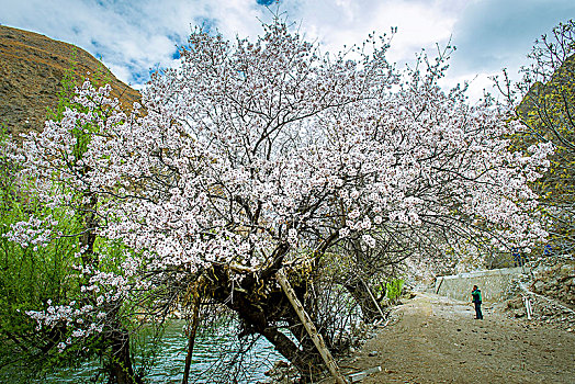 高原桃花