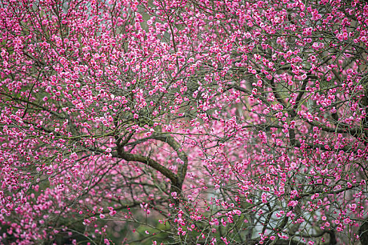 南京梅花山梅花盛开