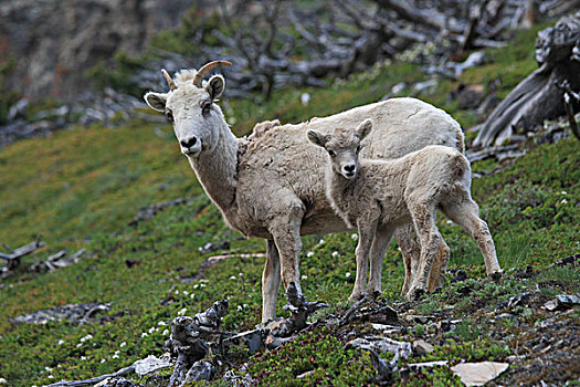 大角羊,母羊,羊羔,冰川国家公园,蒙大拿