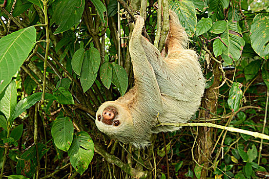 二趾树懒,悬挂,倒立,哥斯达黎加,中美洲