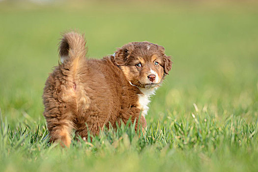 澳洲牧羊犬,小狗,草地,站立