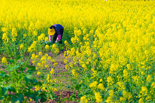 油菜花