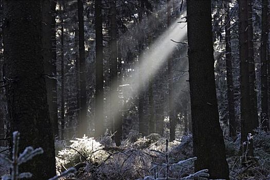 太阳,光照,冬天,树林,白霜,黑森州,德国