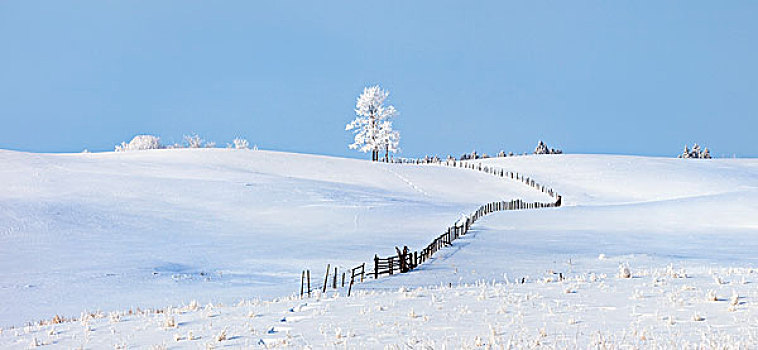 艾伯塔省,加拿大,围栏,冬天