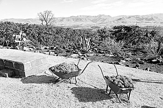 莱索托,非洲,手推车,靠近,农作物,仙人掌,自然,概念