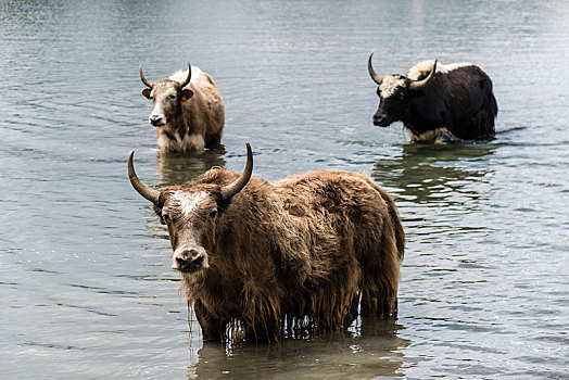 牦牛,站在水中,冰,湖,布拉加,地区,尼泊尔,亚洲
