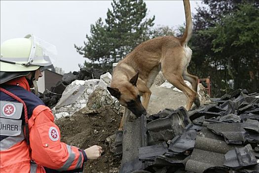 寻找,救助,狗,堆积,碎石,路,北莱茵威斯特伐利亚,德国