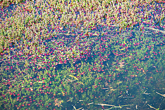美国,马萨诸塞,蔓越莓,湿地,大幅,尺寸
