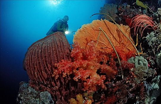潜水者,珊瑚礁,印度尼西亚,印度洋,水下
