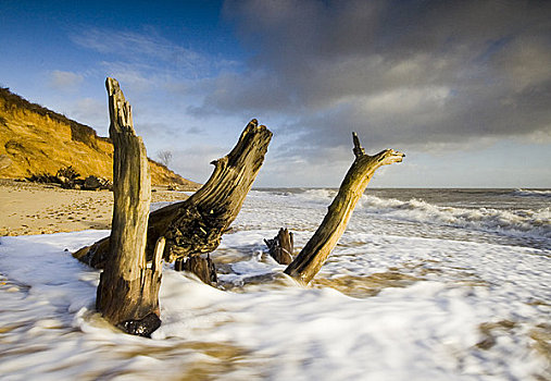 英格兰,枯木,海滩,文化遗产,海岸,区域,自然美