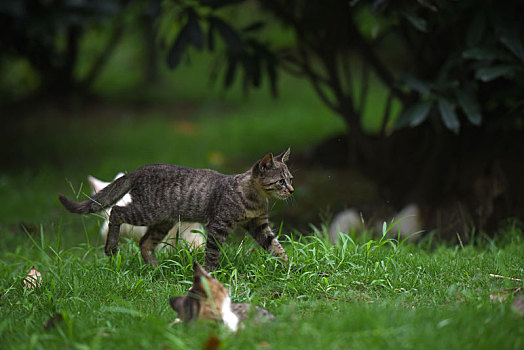 一群野外流浪猫