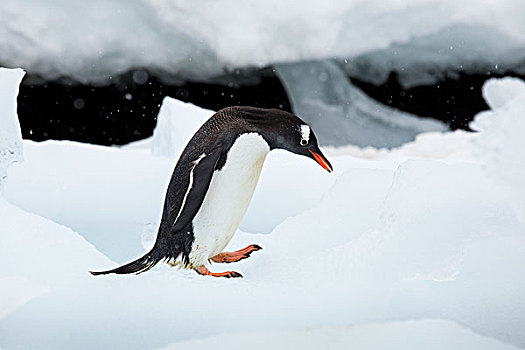 南极,岛屿,巴布亚企鹅,走,积雪,海岸线