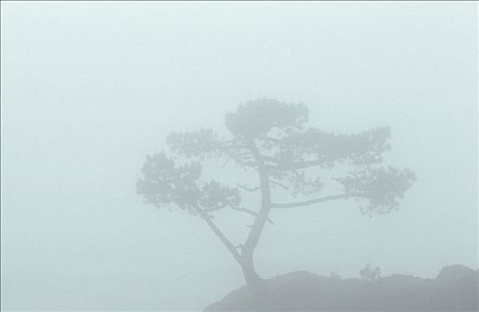 科西嘉松,薄雾,科西嘉岛,法国