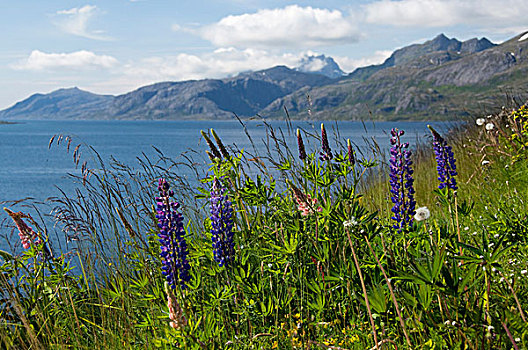 挪威,诺尔兰郡,罗弗敦群岛,群岛,夏天,野花,地点,景色,峡湾