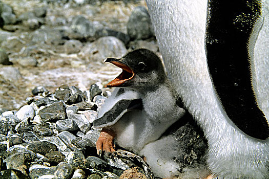 南极,巴布亚企鹅,幼禽,巢,白天,安静