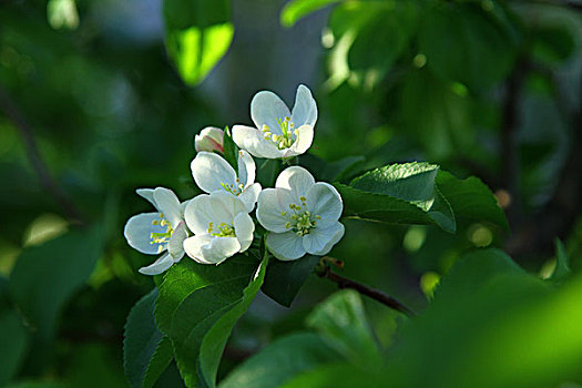 苹果树花