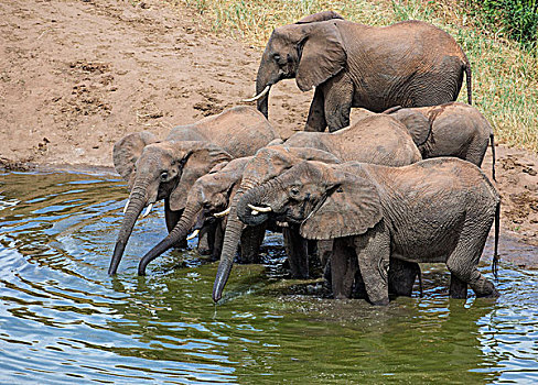 肯尼亚,西察沃国家公园,小,喝,坝
