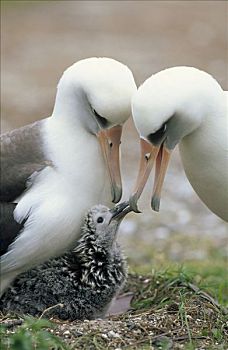 黑背信天翁,父母,交换,幼禽,保护,责任,环礁,夏威夷