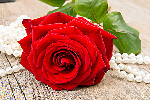 红玫瑰,老式,桌子