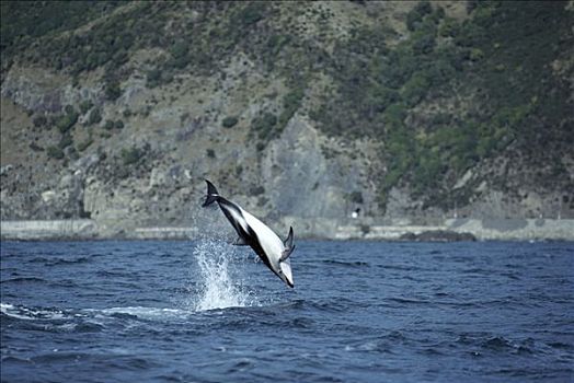 暗黑斑纹海豚,乌色海豚,跳跃,水,新西兰